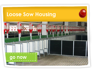 Loose Sow Housing